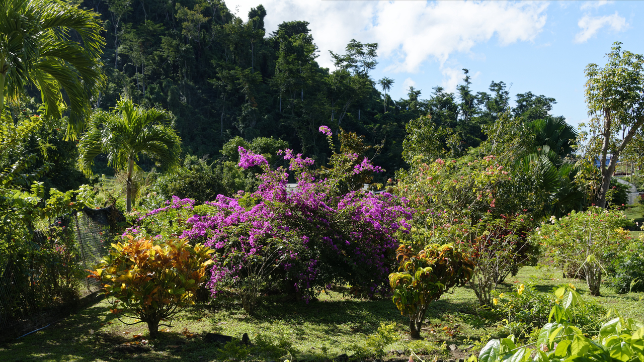 20190203-092002•Botanical Gardens•Roseau•Saint George•Dominica